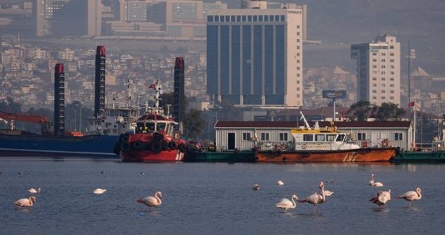 İzmir'in şehirli flamingoları nerede besleniyor?