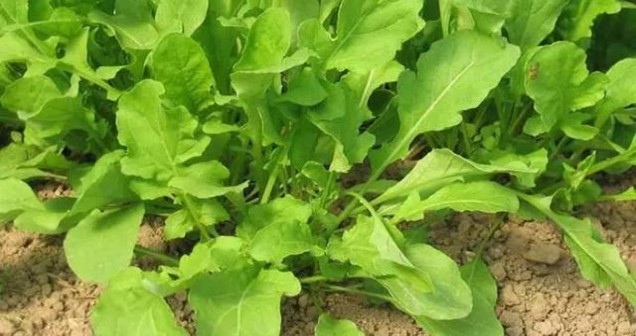 Roka en iyi hangi toprakta yetişir?