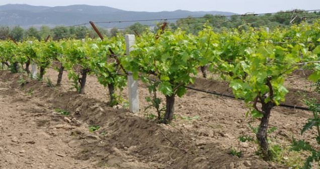 Üzüm bağları en çok hangi bölgede bulunur?