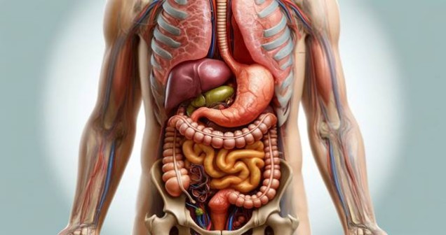 Vücutta su ilk önce hangi organa gider?